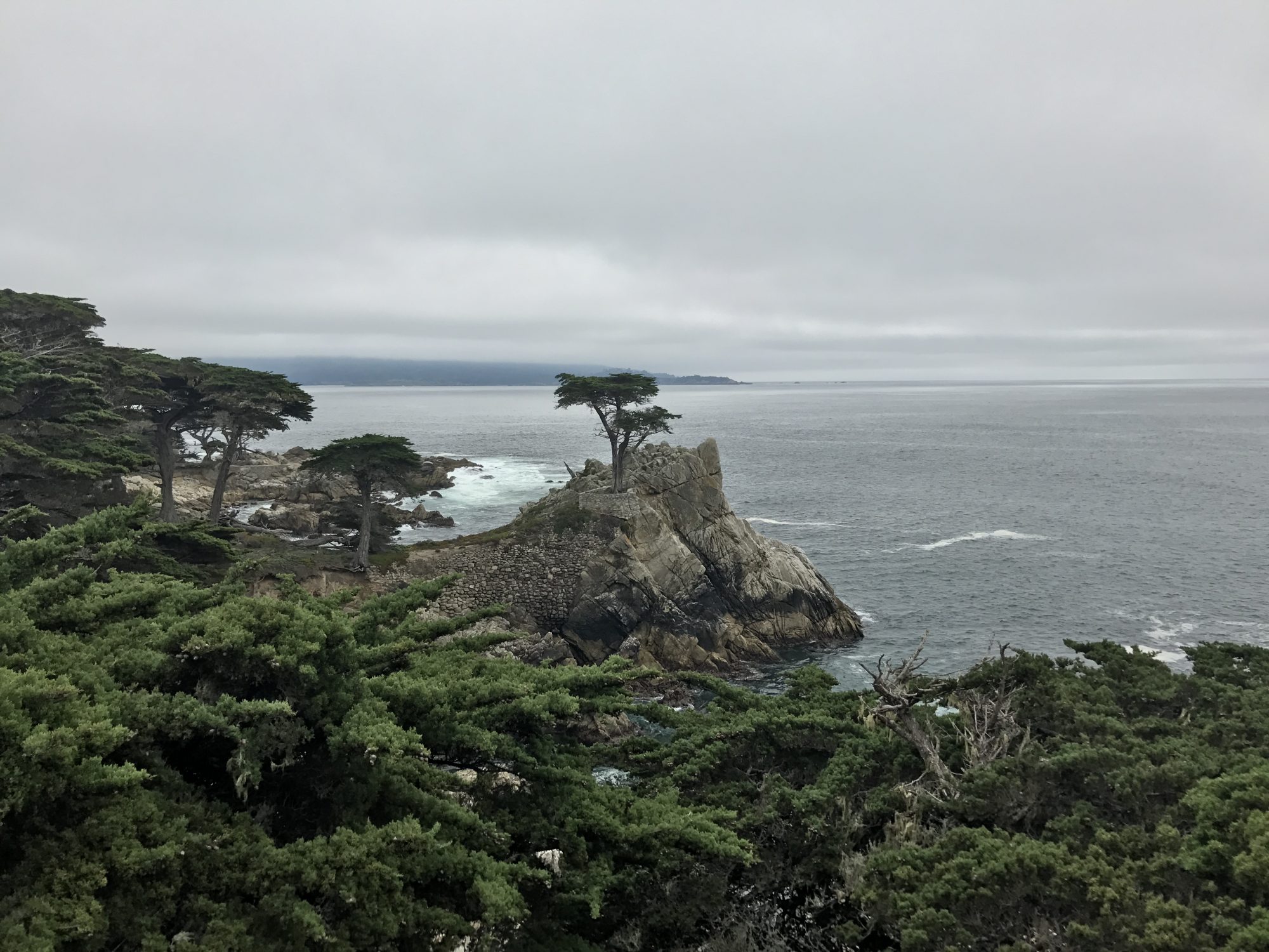 the lone cypress in Monterey 13 mile drive